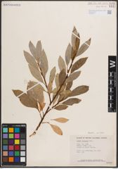 Foto von Salix discolor Muhl.